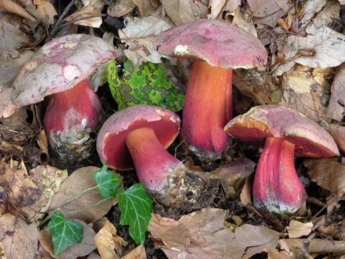 Boletus rubrosanguineus Boletus rubrosanguineus