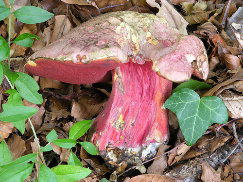 Boletus rubrosanguineus Boletus rubrosanguineus