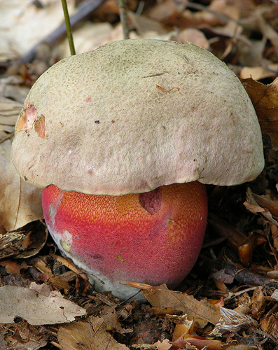 Boletus rubrosanguineus Boletus rubrosanguineus