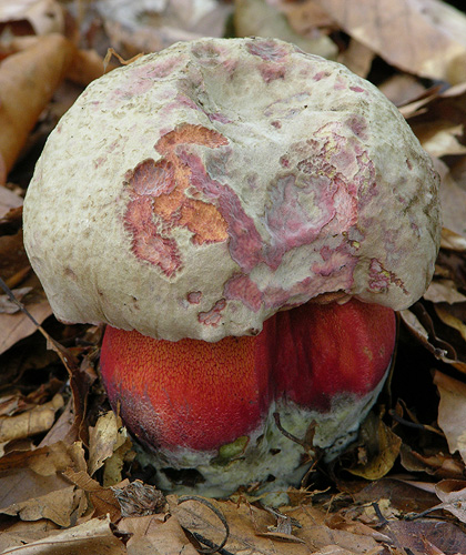 Boletus rubrosanguineus Boletus rubrosanguineus