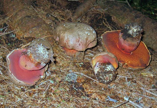 Boletus rubrosanguineus Boletus rubrosanguineus