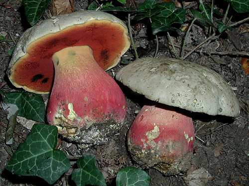 Boletus satanas Boletus satanas