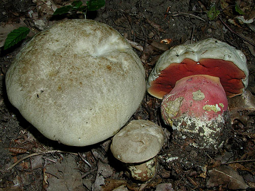 Boletus satanas Boletus satanas