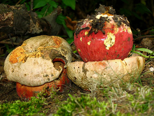 Boletus satanas Boletus satanas