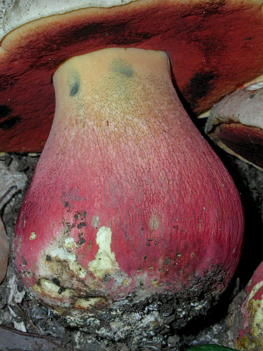 Boletus satanas Boletus satanas