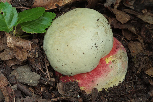 Boletus satanas Boletus satanas