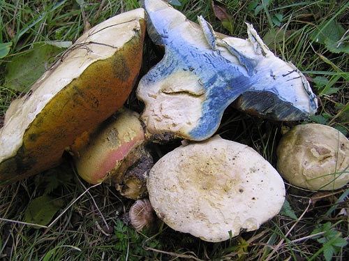 Boletus satanas Boletus satanas