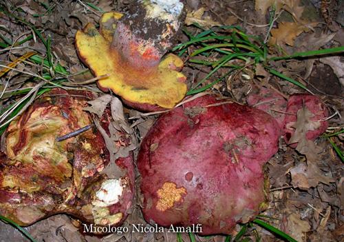 Boletus spretus Boletus spretus