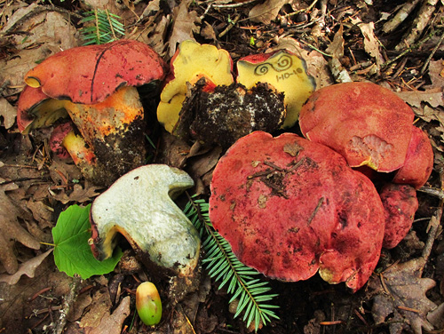 Boletus spretus Boletus spretus
