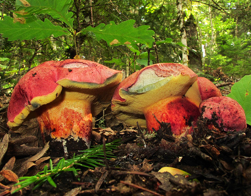 Boletus spretus Boletus spretus