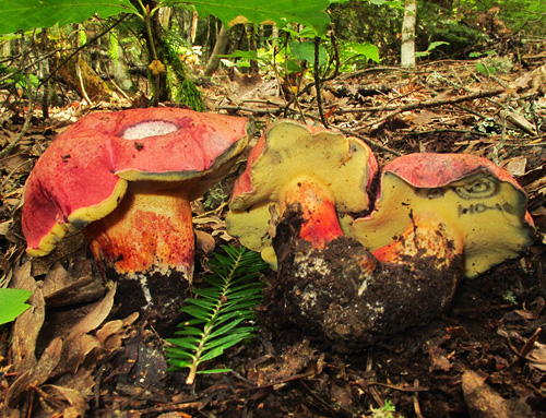 Boletus spretus Boletus spretus