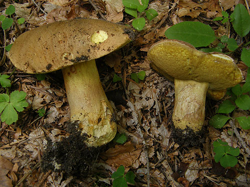 Boletus subappendiculatus