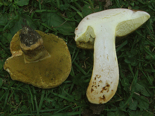 Boletus subappendiculatus
