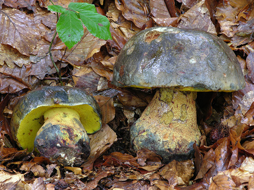 Boletus torosus Boletus torosus