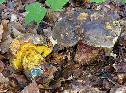 Boletus torosus Boletus torosus