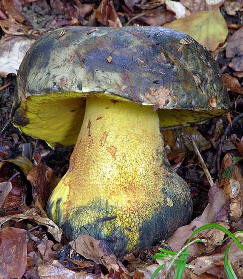 Boletus torosus Boletus torosus