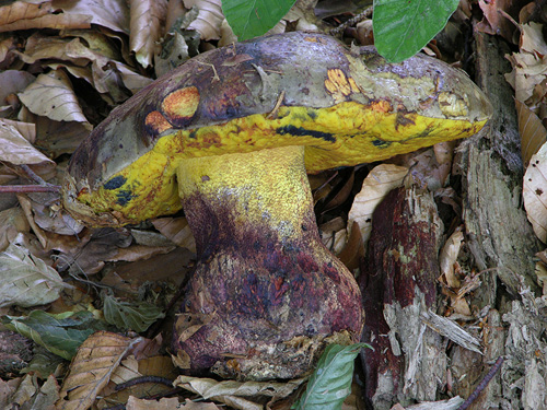 Boletus torosus Boletus torosus