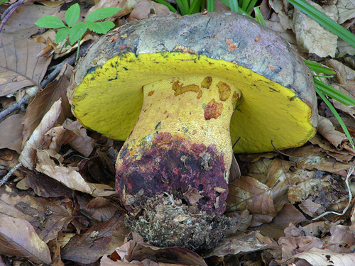 Boletus torosus Boletus torosus