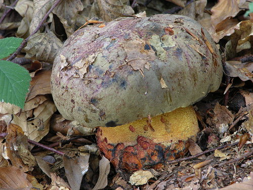 Boletus torosus Boletus torosus