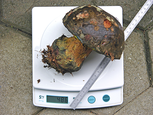 Boletus torosus Boletus torosus