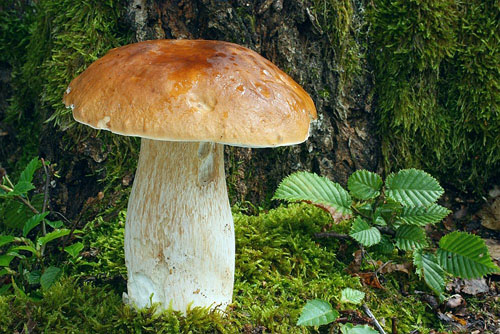Boletus edulis Boletus edulis