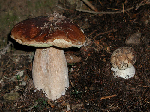 Boletus edulis Boletus edulis