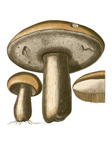 Boletus edulis Boletus edulis