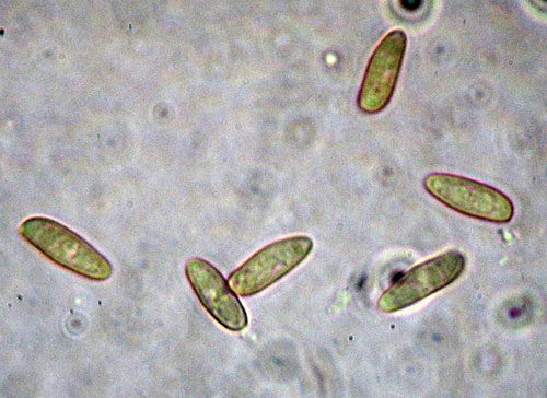 Boletus fragrans spores