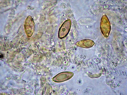 Boletus permagnificus spores Boletus permagnificus spores