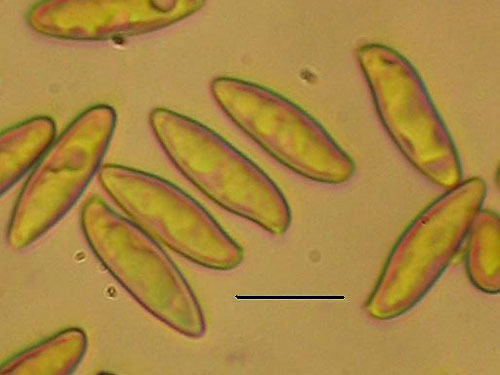 Boletus pinophilus Boletus pinophilus