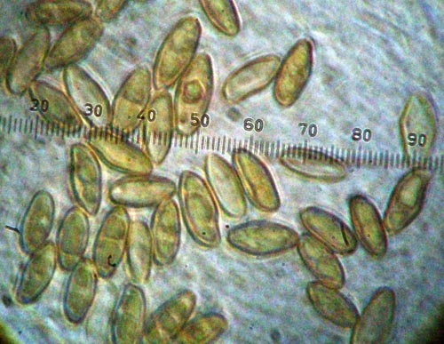 Boletus pulchrotinctus spores Boletus pulchrotinctus spores