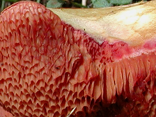 Chalciporus amarellus Chalciporus amarellus