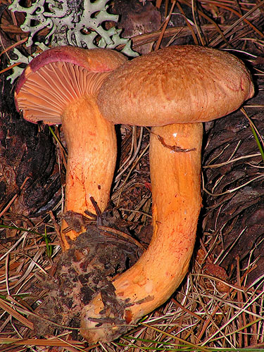 Chroogomhus helveticus Chroogomhus helveticus