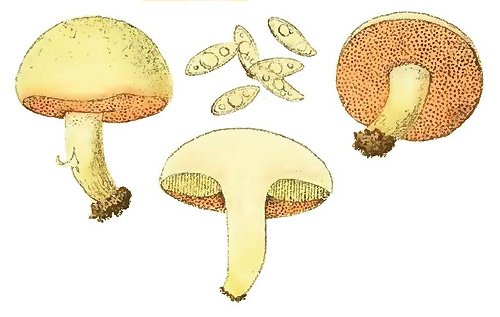 Chalciporus amarellus Chalciporus amarellus