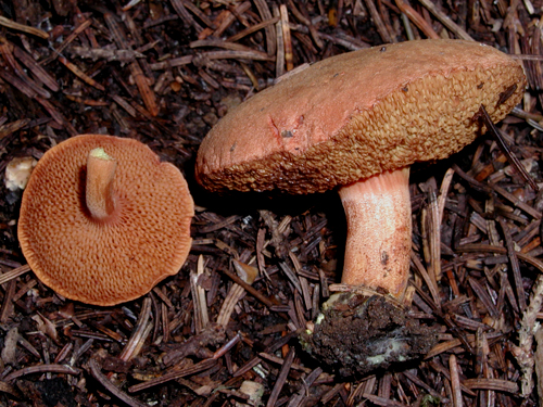 Chalciporus piperatus Chalciporus piperatus