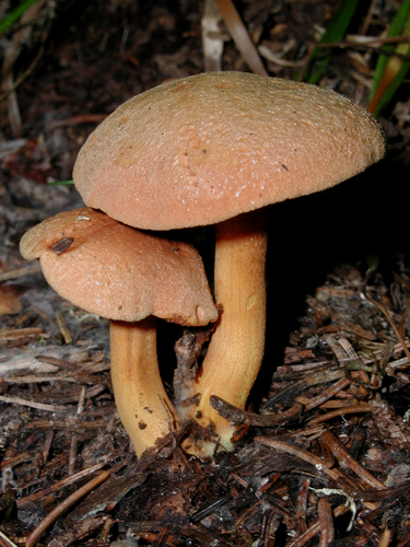 Chalciporus piperatus Chalciporus piperatus