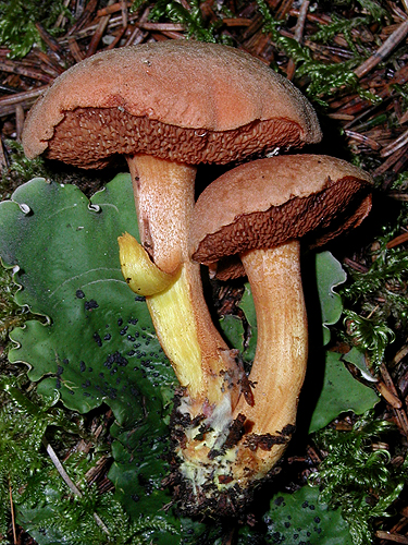 Chalciporus piperatus Chalciporus piperatus