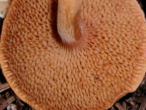 Chalciporus piperatus Chalciporus piperatus
