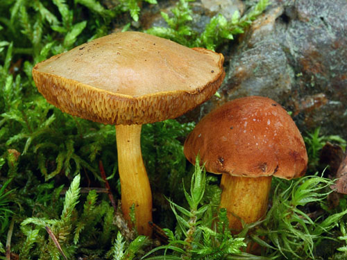 Chalciporus piperatus Chalciporus piperatus
