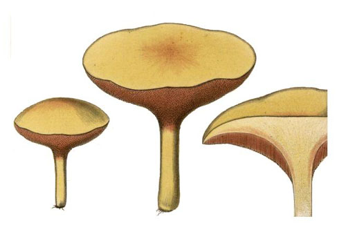 Chalciporus piperatus Chalciporus piperatus