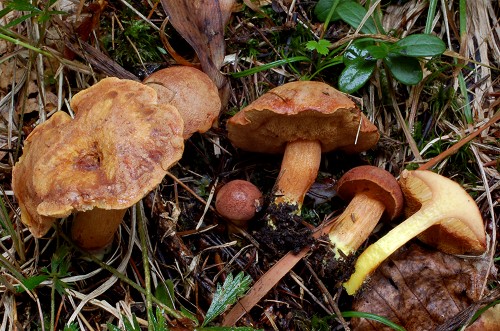 Chalciporus piperatus Chalciporus piperatus