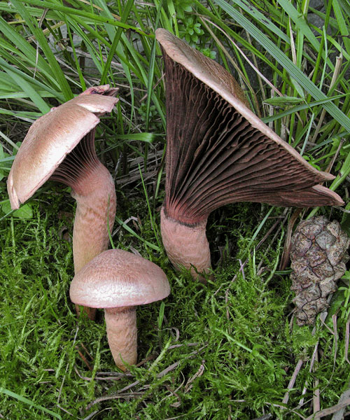 Chroogomphus rutilus