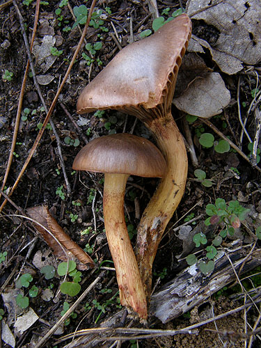 Chroogomphus rutilus