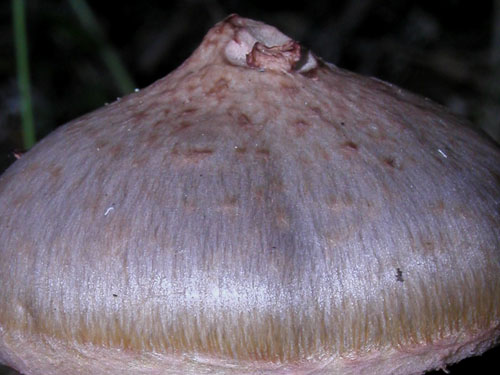 Chroogomphus rutilus