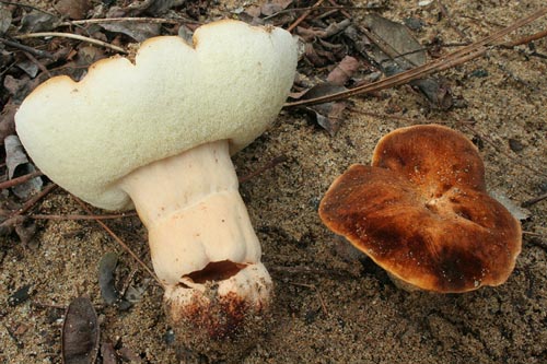 Gyroporus ammophilus Gyroporus ammophilus