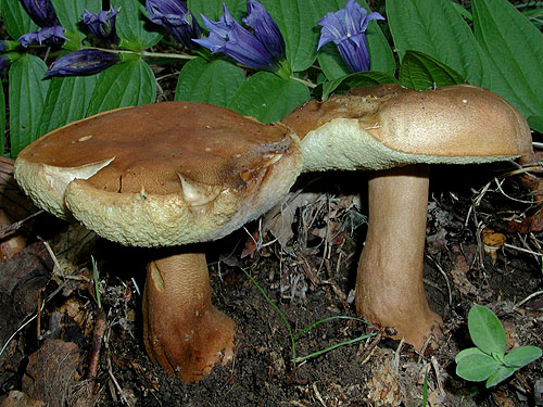 Gyroporus castaneus Gyroporus castaneus