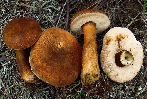 Gyroporus castaneus Gyroporus castaneus
