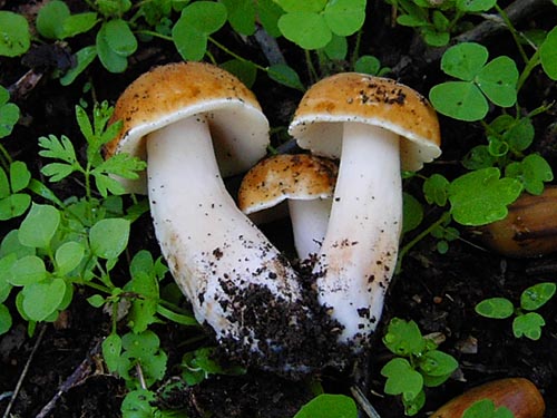 Gyroporus castaneus Gyroporus castaneus