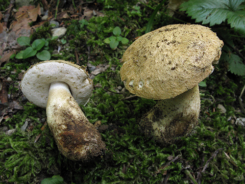 Gyroporus cyanescens Gyroporus cyanescens