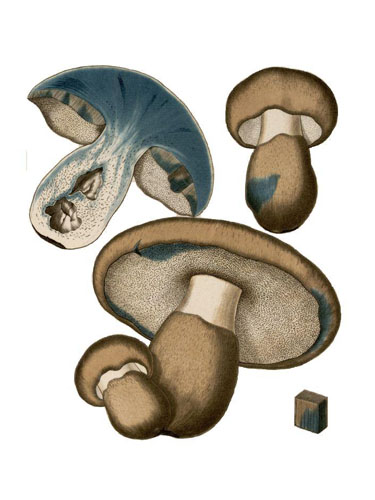 Gyroporus cyanescens Gyroporus cyanescens